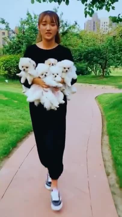 Baby dogs _ Cute and Funny Dogs Videos Compilation 2021