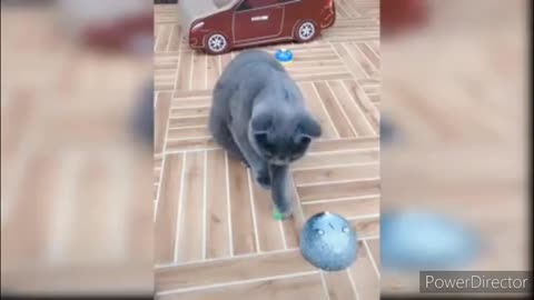 Funniest cats video 2022 #32