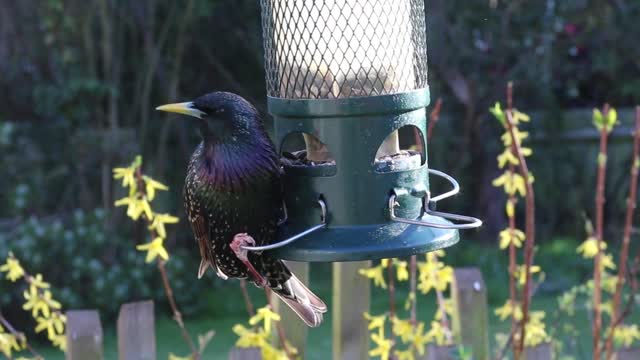 Hear and watch an amazing video of a beautiful black and blue bird eating