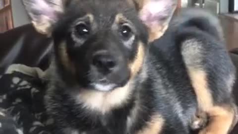 Big ears german shepherd puppy whines on black couch