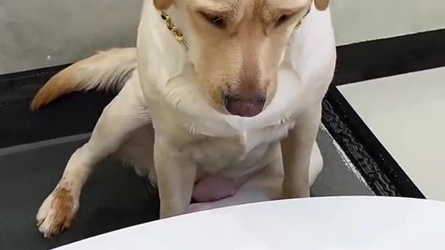 Try not to laugh with this dog so cute and funny dog