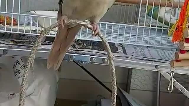 Parrot training video