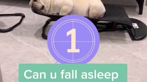 3seconds to fall asleep/cute dog🤣