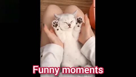 funny moments of cats🐱😻😺🥰