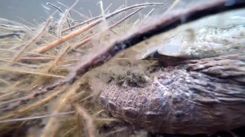 Massive Turtle Filmed Underwater