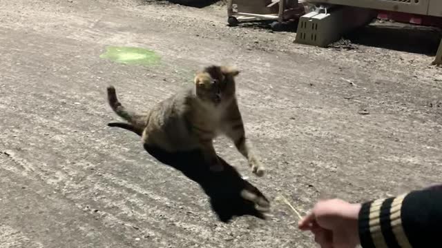 Play with grass and there are many street cat!!