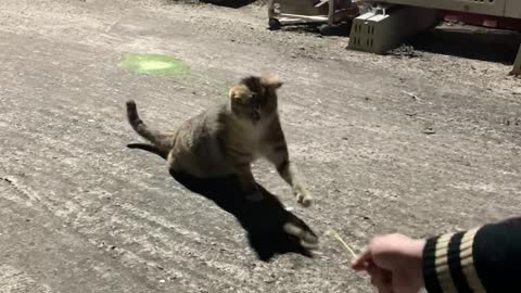 Play with grass and there are many street cat!!