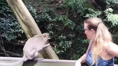 oVyou are spending yourafternoon at monkey forest in Bal