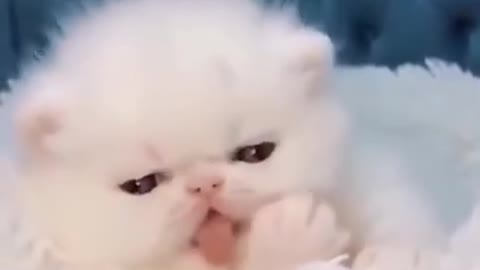 Cute Cat