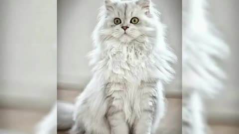 Persian cat