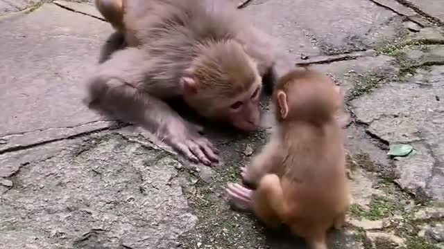 Monkey mom playing with her child