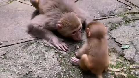 Monkey mom playing with her child