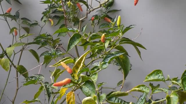 Chili Tree