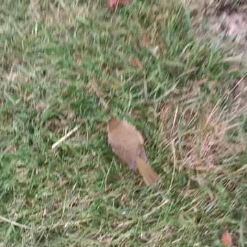 A bird in the hand is worth 3 in the bush