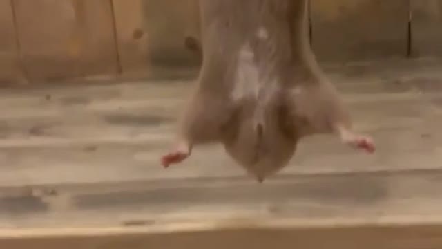 Hamster going on an impossible mission!!
