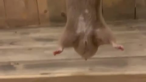 Hamster going on an impossible mission!!