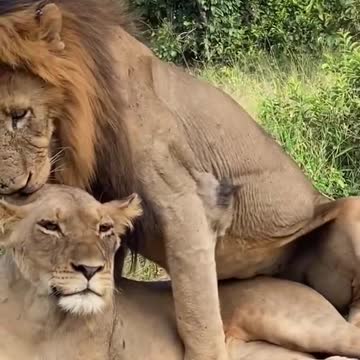 Lion 🦁🦁🦁 mating........