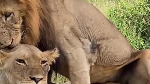 Lion 🦁🦁🦁 mating........