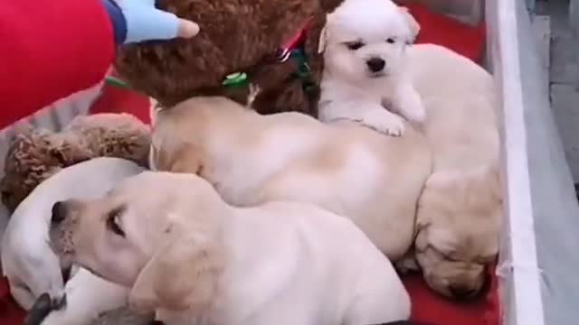 Lovely and funny animals Lovely dog viral