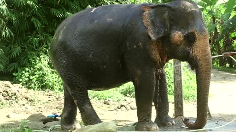 Elephant taking a bath