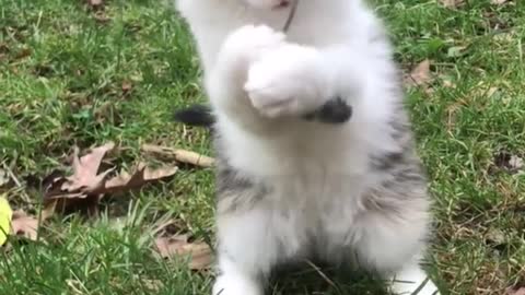 White cat plays with twig on lawn