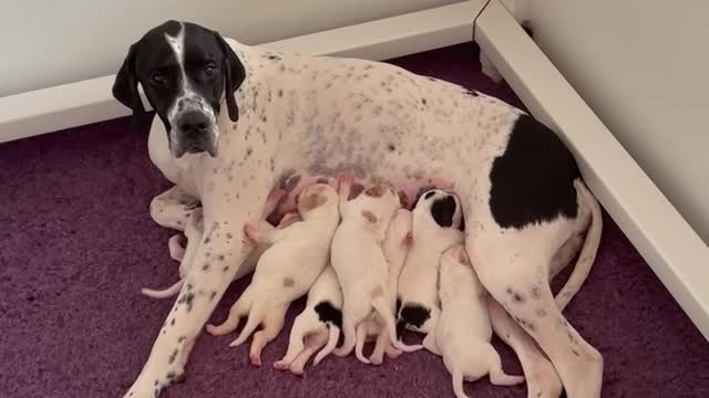 5 day old English Pointer Puppies