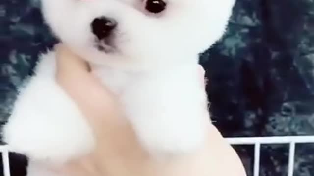 Cute little puppy video from Tik Tok I love this puppy.mp4