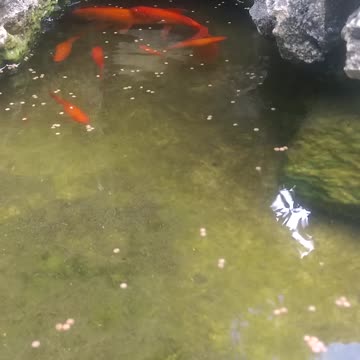 Fish tank in the house