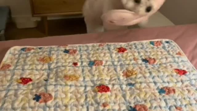 Maybe you won't love only one dog in your life