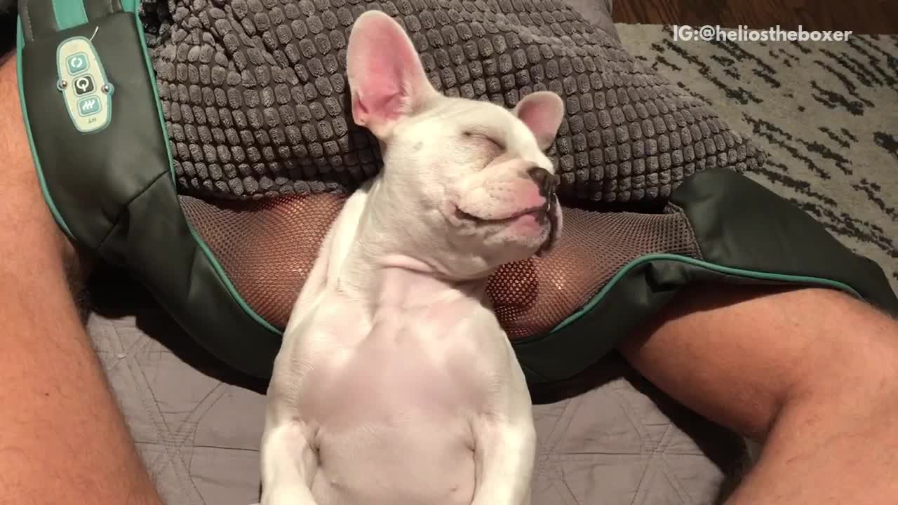 White french bulldog lays on back on massaging tool