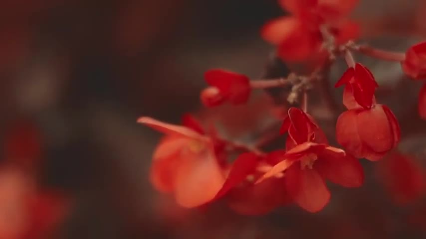 Beautiful Read Flower HD Stock Video