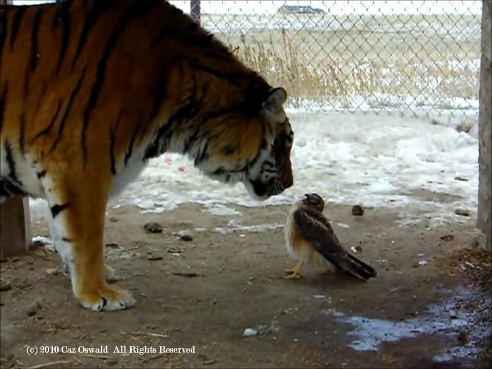 TIGER chiken and the hawk