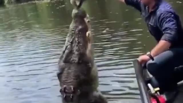 Man play game with big crocodile