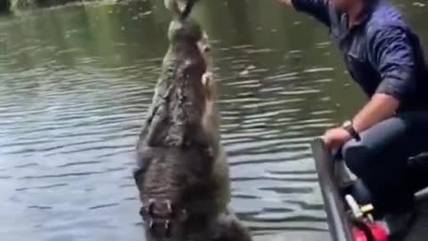 Man play game with big crocodile