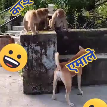 Monkey and dog