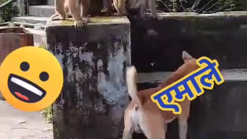 Monkey and dog