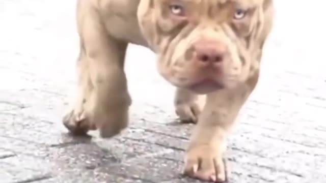 Dog short video #shorts animal shorts