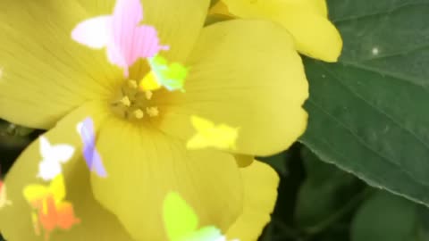 Beutyfull Yellow Flowers..