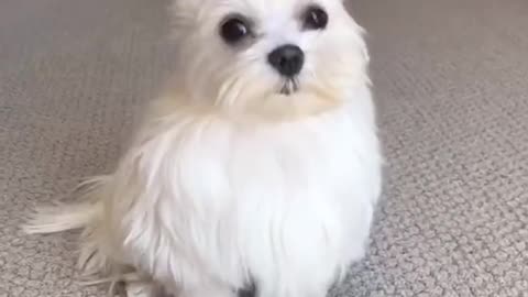 Twin Cute Puppy, don’t miss that video