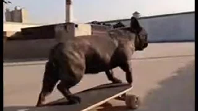 This Dog will Teach you on How to Skate!