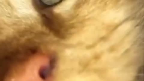 Kitten tries to take camera in box