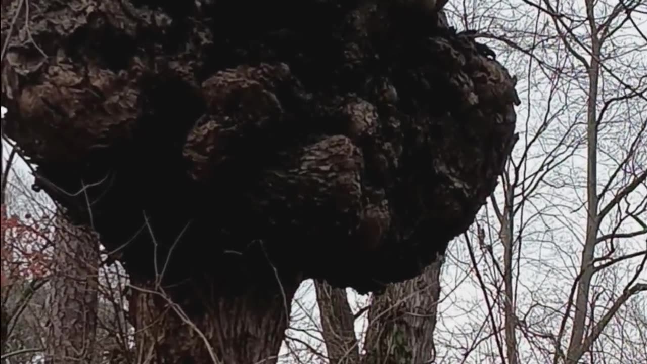 The largest Asian Hornet nest I have ever seen