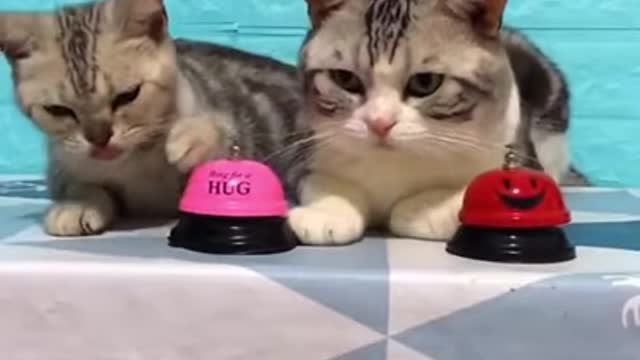 Lovely cats Funny trained