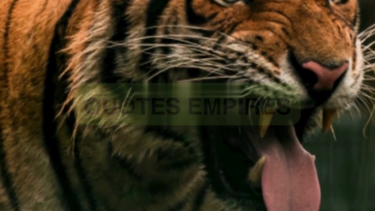 Top 10 Tiger Subspecies Around the World.#tiger #top10#wildlifeconservation #top10subspppecies