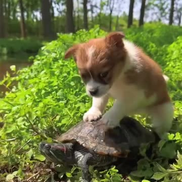 Dog want to do some Special