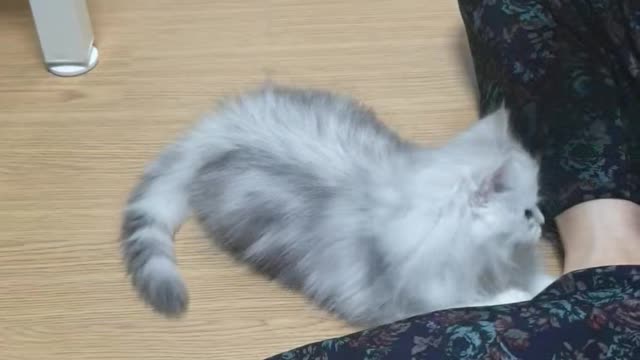 My Cute little Cat2