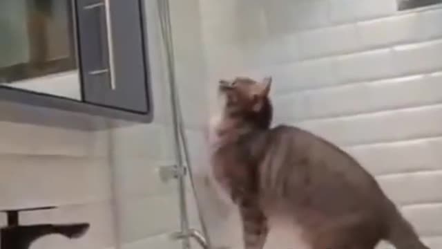 Funny cats