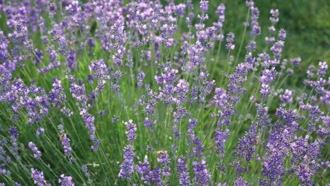 How to grow lavender at home | How to care for lavender plant