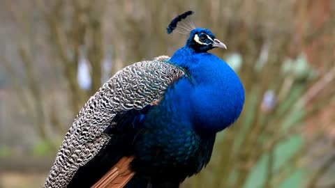 The cutest peacock of the world.