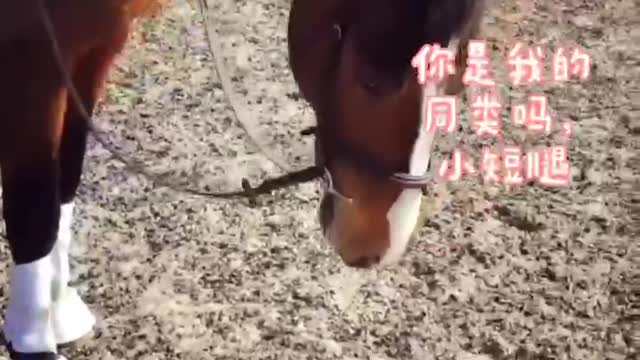 Two horses are playing